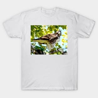 Colorado Red Tailed Hawk T-Shirt